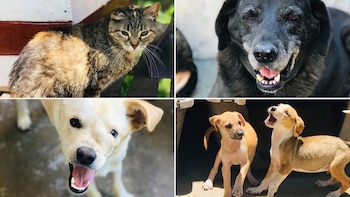 San Roque es el santo