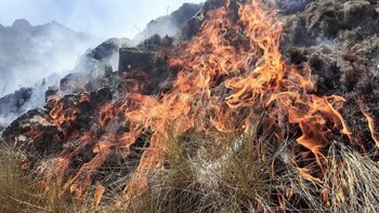 Incendio forestal destruye más de