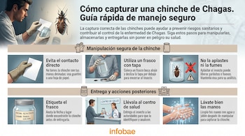 Infografía que muestra cómo capturar una chinche de Chagas de forma segura. Incluye ilustraciones de un hombre usando guantes, un frasco, el insecto y manos lavándose.