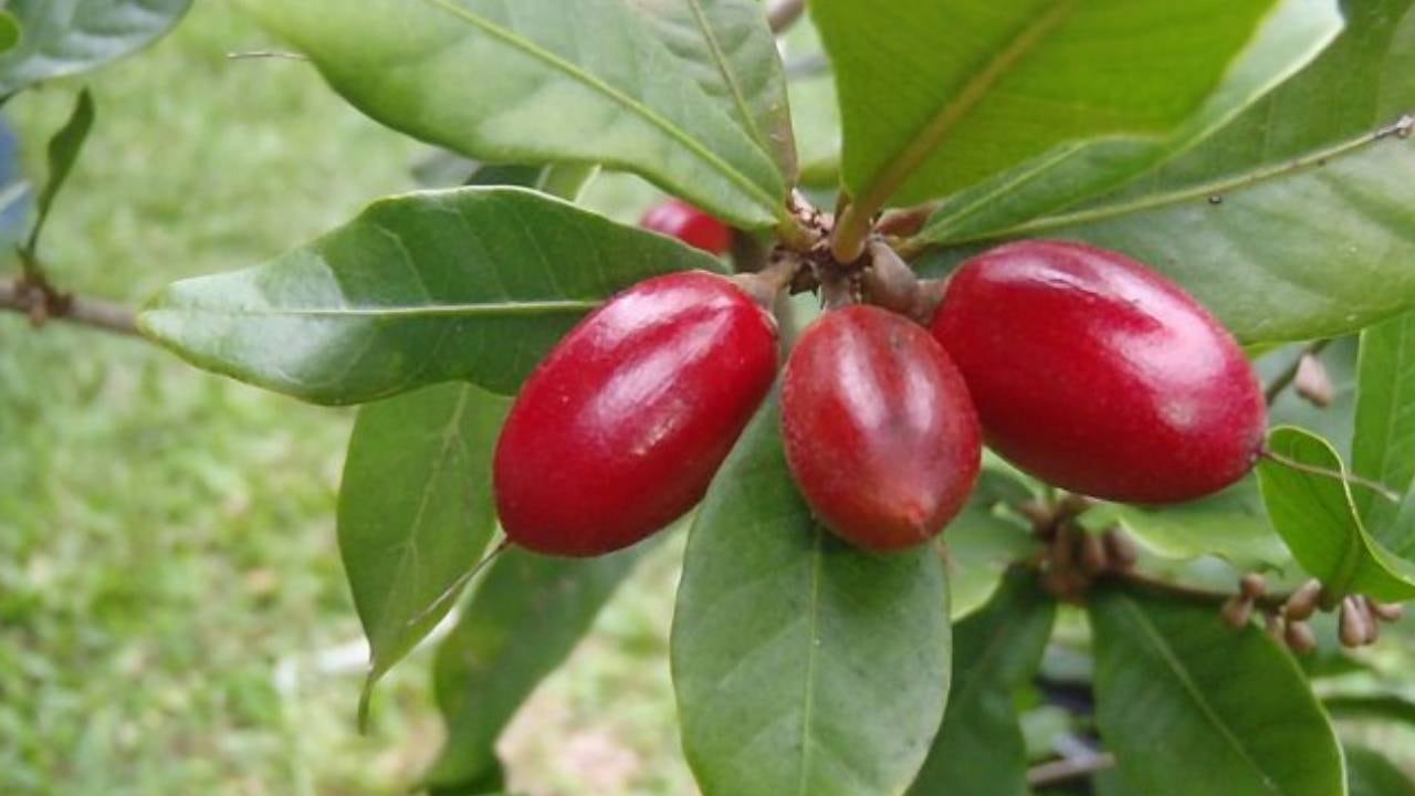 La fruta milagrosa (Synsepalum dulcificum).