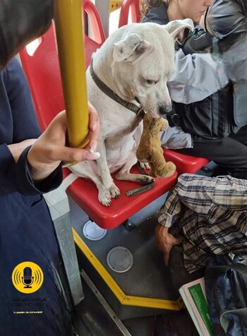 La imagen fue compartida ampliamente