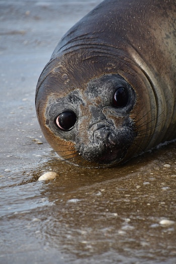 Primer plano de una cría de foca con pelaje húmedo marrón oscuro y grandes ojos negros, asomando la cabeza del agua turbia en la orilla