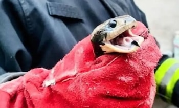 La boa hallada en el