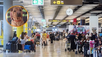 La perra Roma, perdida en Barajas