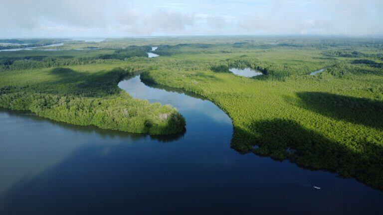 Los Manglares de David cuentan con protección establecida desde 2007, eje central del debate por los impactos del proyecto. Tomada de Internet