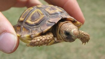 Hombre que hirió más de