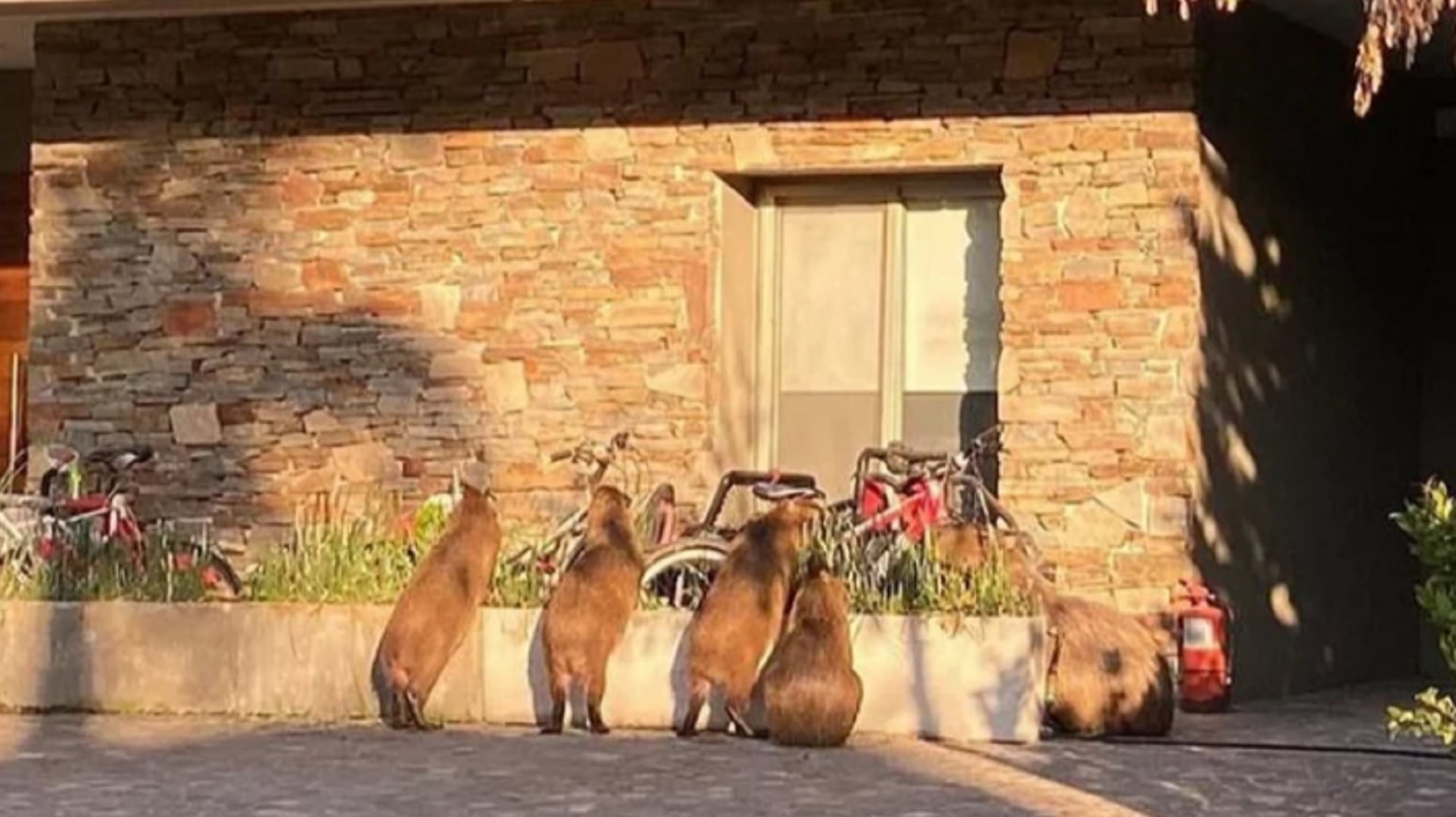 Los especialistas recomiendan evitar alimentar o domesticar carpinchos y aconsejan mantener a las mascotas controladas para prevenir conflictos