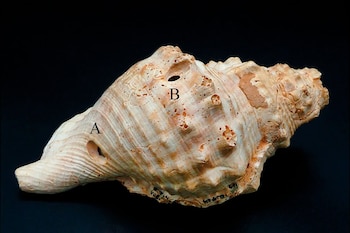 El hallazgo de caracolas prehistóricas