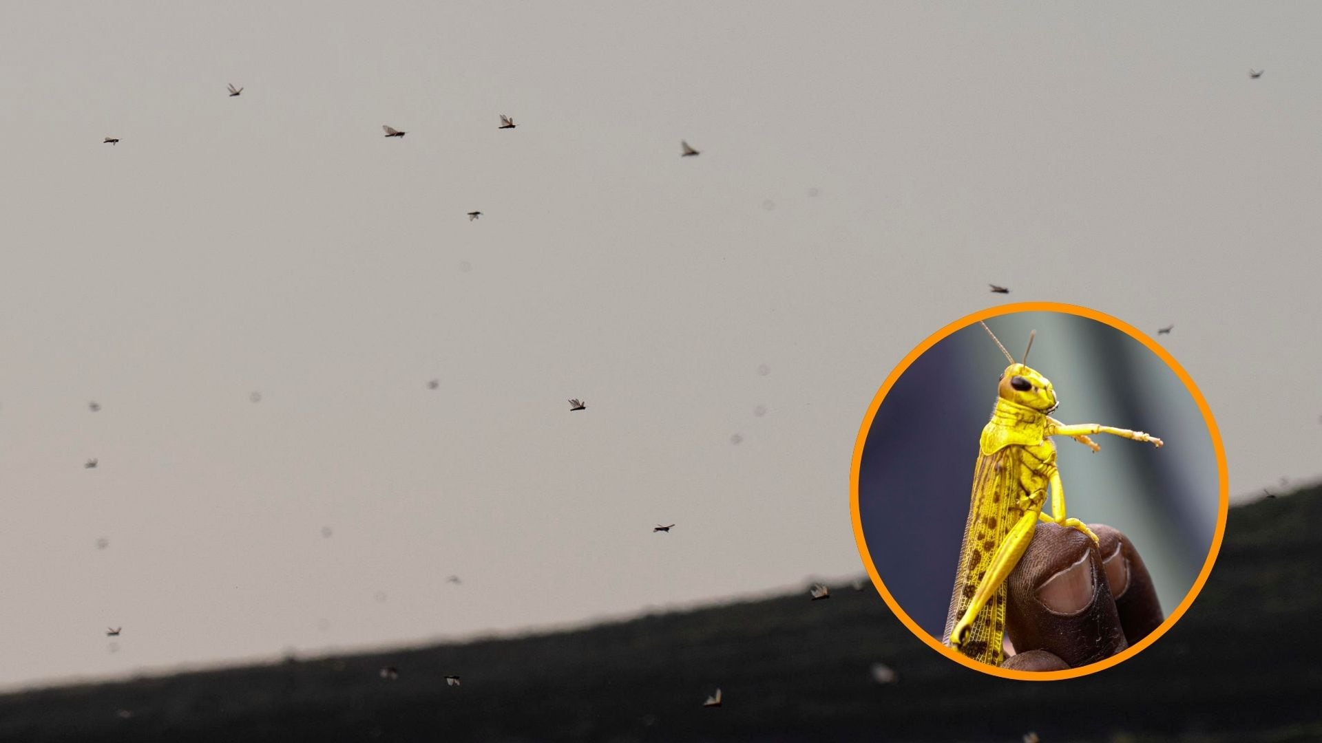 Cientos de ejemplares de langosta africana se mueven con el polvo que viene del Sáhara (Montaje Infobae)