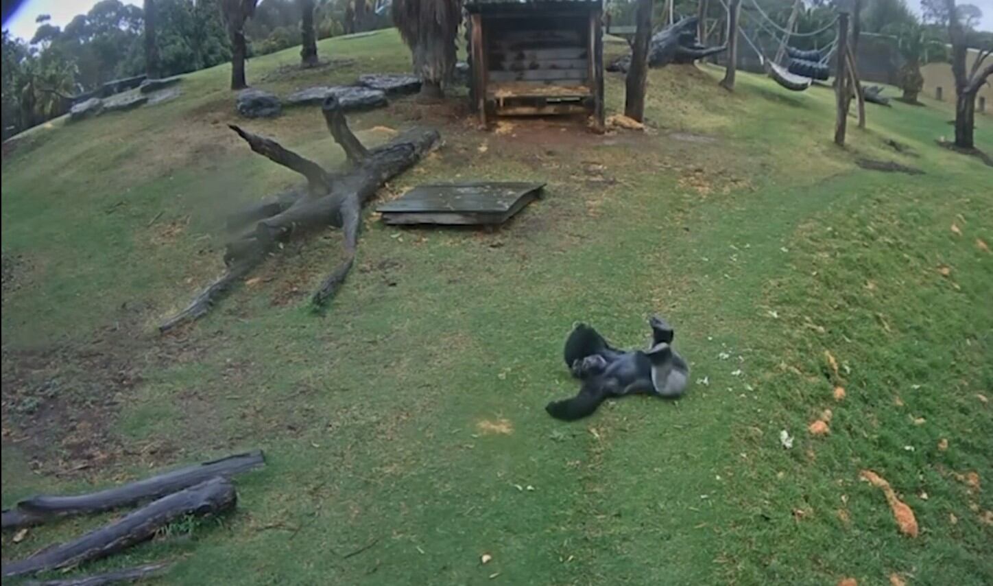 El Werribee Open Range Zoo, hogar de tres gorilas occidentales en peligro de extinción, invita a donar teléfonos móviles usados para financiar la conservación de estas especies amenazadas por la caza furtiva y la destrucción de su hábitat. (Instagram:@zoosvictoria)
