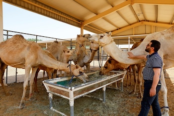 Imagen de un camello clonado (derecha) junto a otros camellos en 2023 (REUTERS/Rula Rouhana)