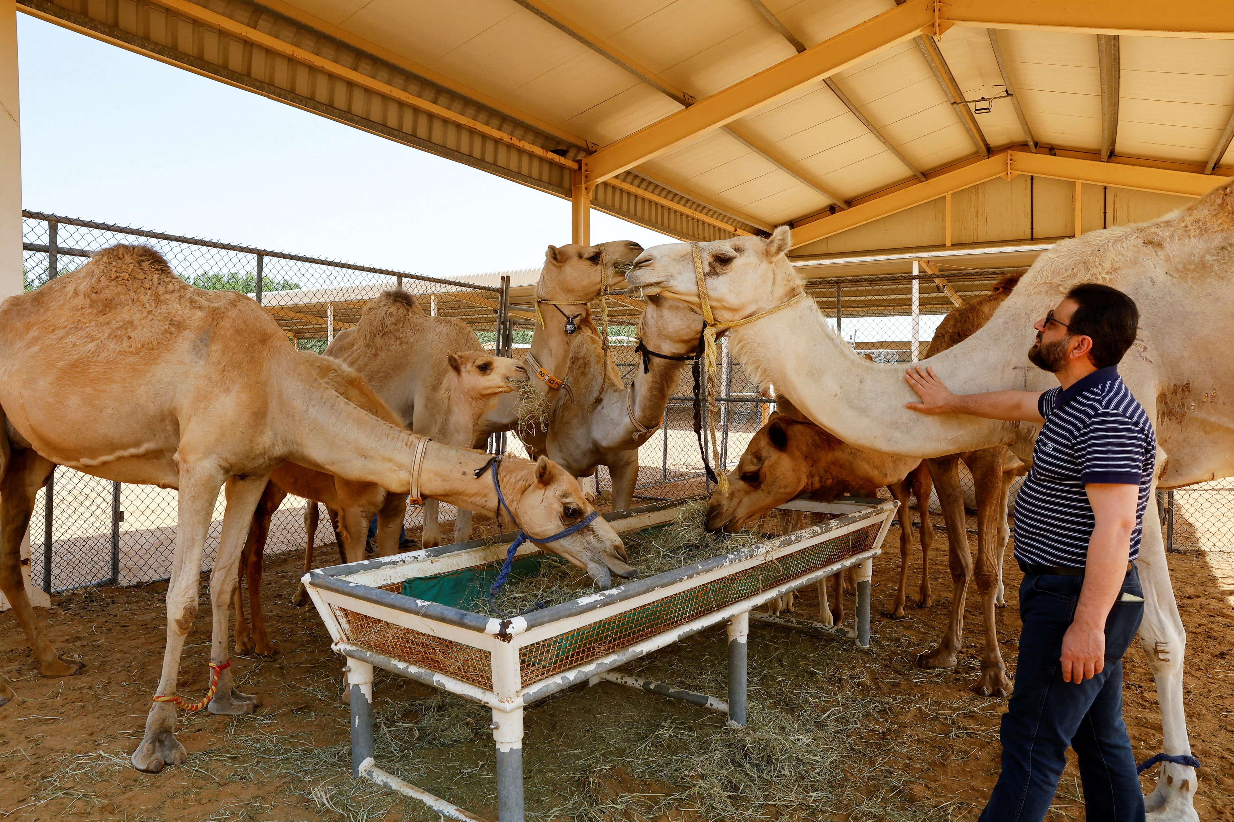 Imagen de un camello clonado (derecha) junto a otros camellos en 2023 (REUTERS/Rula Rouhana)