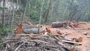 Guardaparques del Parque Nacional Tikal denunciaron la tala no explicada de árboles sanos dentro del área protegida de Guatemala.