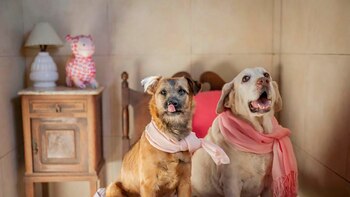 Un hotel de lujo para