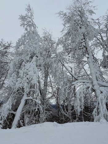 Un bosque con árboles altos y ramas cubiertas de nieve se alza sobre un terreno nevado, bajo un cielo gris uniforme