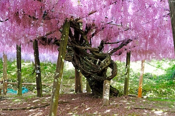 jardines Kawachi Fuji