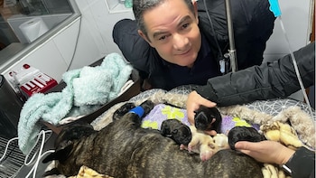 Cinco cachorros tuvo el perro