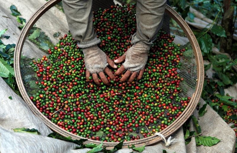 Las exportaciones de café, azúcar y maní de Nicaragua generaron 468.5 millones de dólares en el primer trimestre de 2026. (REUTERS/Nacho Doce)
