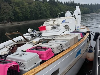 Un velero con jaulas de transporte de mascotas en la cubierta, dos personas con trajes protectores blancos y un cuerpo de agua con árboles