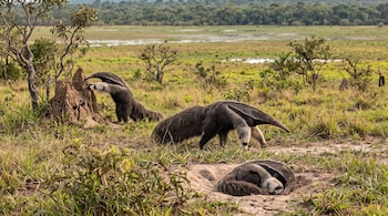 Tres osos hormigueros gigantes en un campo con hierba; uno trepa a un termitero, otro camina y el tercero duerme en el suelo.