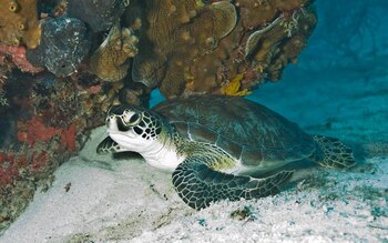 Parque nacional Biscayne
