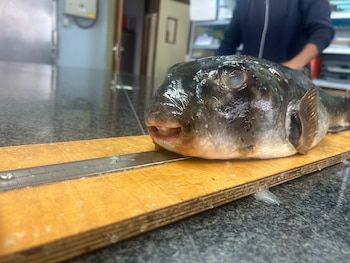 Ejemplar de tamboril de tierra