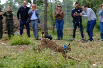 El lince Venadillo durante su