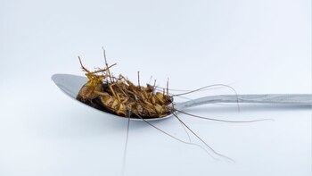 Consumo de insectos en Colombia: