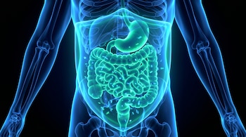 Ilustración 3D de un torso humano translúcido con esqueleto azul brillante, sistema digestivo verde-azulado, microbioma luminoso y un escudo protector sobre el abdomen.
