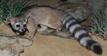 cacomixtle