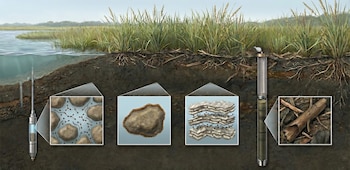 Partes invisibles del carbono orgánico