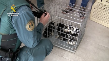 Arranca en Burgos el juicio contra el dueño del “criadero de los horrores” de Melgar de Fernamental: los perros vivían hacinados y en pésimas condiciones