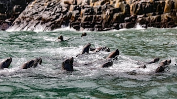 Las Loberas de Nuevo Chimbote: