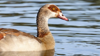 Una especie invasora africana se expande por España desde los años 60 y amenaza a aves protegidas: es considerada una “plaga agrícola” en algunas zonas