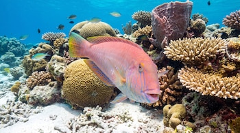 Un pez rosado con rayas azules y amarillas sobre un fondo de arena blanca, corales de diversas formas y peces pequeños bajo el agua.