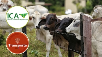 Nuevas reglas para transportar de animales en pie en Colombia buscarían mayor bienestar y control: esto señaló el Ministerio del Transporte