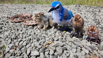 Este pájaro es famoso por atacar a cualquier depredador, pero ante una serpiente venenosa casi se paralizó