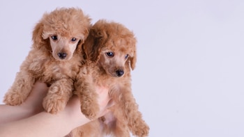 Los límites éticos de “mantener