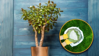 Este es el ingrediente de