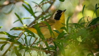 "Creemos que las altas temperaturas