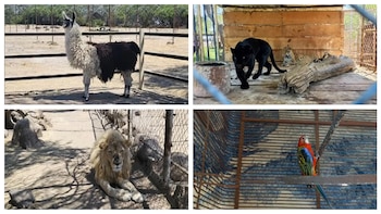 Jaguares, leones y hasta una