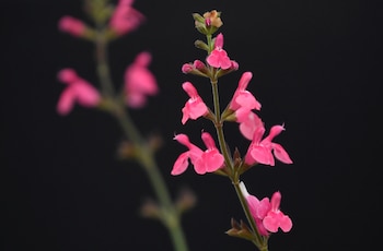 Una plana de salvia. (REUTERS/Toby