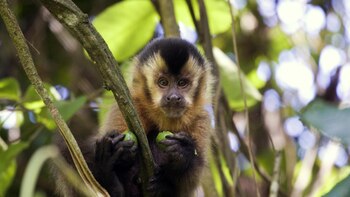 Estos son los animales que