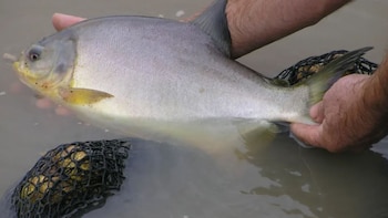 Cría de peces: de actividad artesanal a rubro empresarial