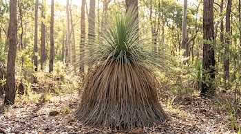 Xanthorrhoea de hojas verdes y falda parda. Fondo de bosque con troncos de árboles y luz solar. Suelo con hojas secas y pequeñas ramas.