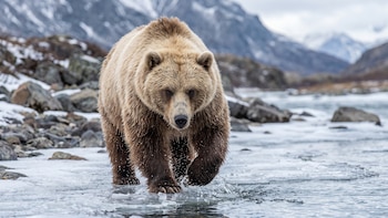 Los cruces entre especies se multiplican y amenazan ecosistemas frágiles en Canadá, Escocia e Italia