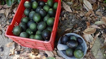 Secretaría de Agricultura de Jalisco confía en que pronto levanten bloqueo al aguacate michoacano