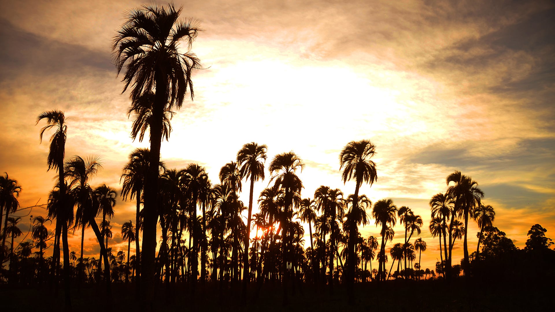 El Parque Nacional El Palmar alberga cerca de un millón de palmeras yatay./Archivo