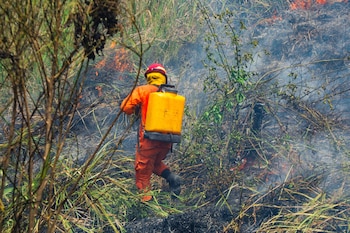 Los incendios provocan graves daños ambientales, incluyendo la pérdida de flora y fauna, erosión de suelos y disminución de filtración de agua./ (Bomberos de El Salvador)
