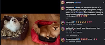 Pepillo Origel menciona la importancia de sus perros en su vida